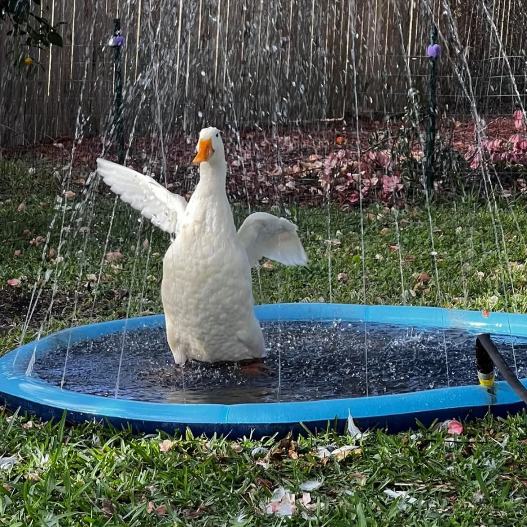 Dog pool